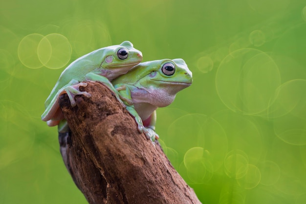 plumper Frosch auf Blatt im tropischen Garten