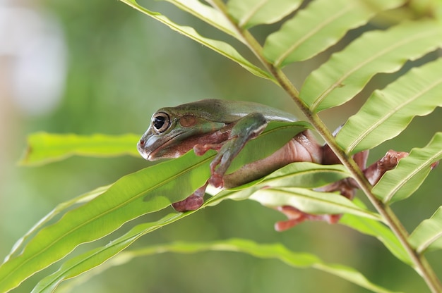 plumper Frosch oder grüner Frosch auf Blatt im tropischen Garten