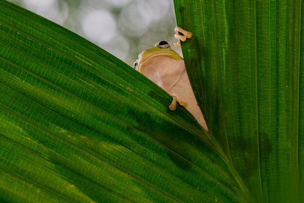 plumper Frosch oder grüner Frosch auf Blatt im tropischen Garten