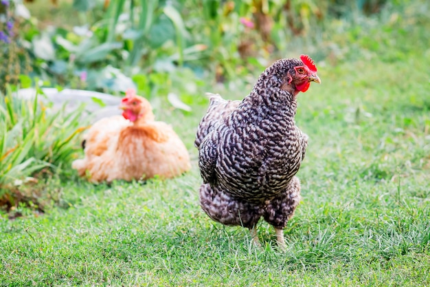 Plymutrok de pollo picado y naranja en el jardín entre la vegetación verde