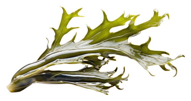 Foto png algas marinhas algas marinhas de fundo branco frescura