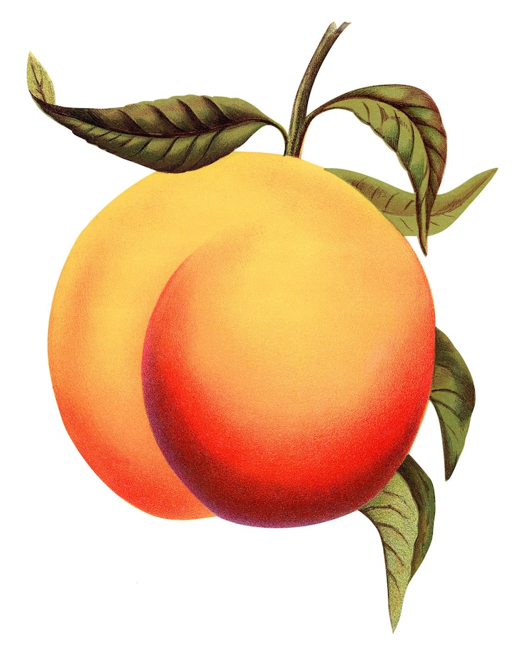 Foto png aprikosenfrüchte jahrgang illustration durchsichtiger hintergrund