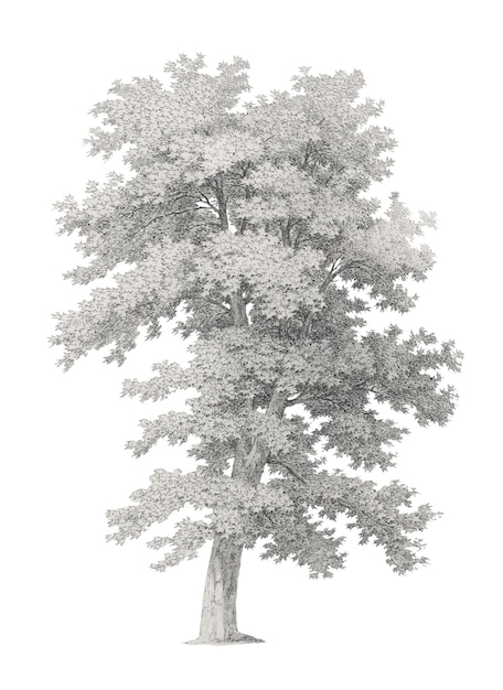 PNG Árbol solitario gris ilustración vintage de Jean Victor Bertin fondo transparente Remezclado por rawpixel