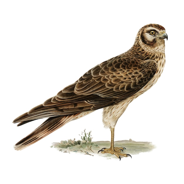 Png-Aufkleber blasser Harrier-Vogel, handgezeichnet