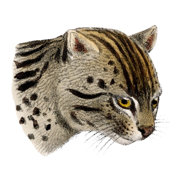 Png-Aufkleber für Fischkatzen Vintage-Illustration von Wildtieren auf durchsichtigem Hintergrund Mehr digital verbessert aus unserer eigenen Ausgabe des Buches The Great and Small Game von Richard Lydekker aus dem Jahr 1900