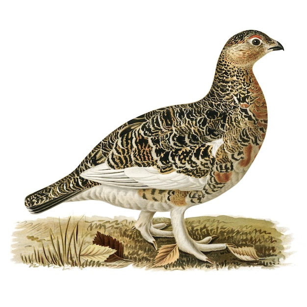 Png-Aufkleber, handgezeichneter Vogel