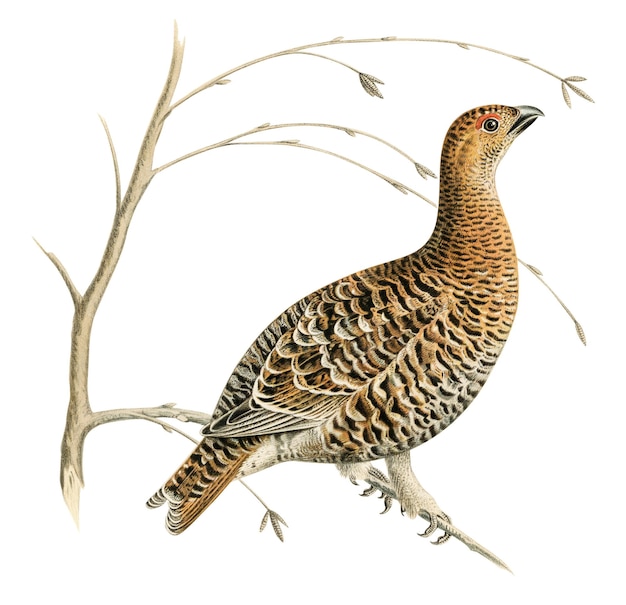 Png-Aufkleber, handgezeichneter Vogel
