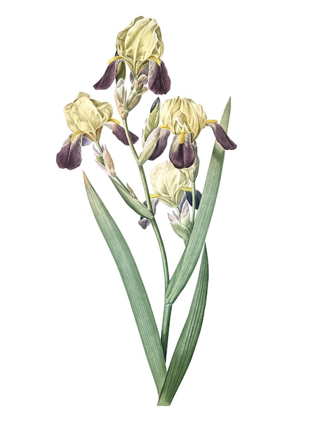 Png-Aufkleber mit duftender Iris, Vintage-Botanik-Illustration, durchsichtiger Hintergrund