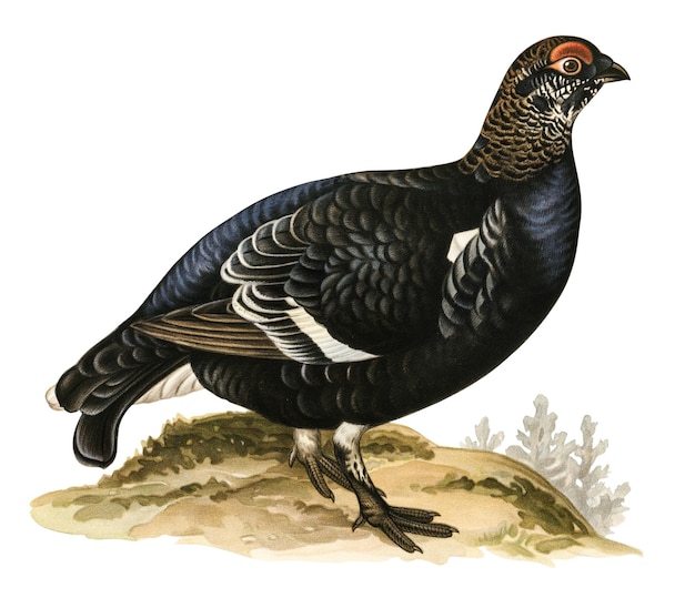 Png-Aufkleber mit handgezeichnetem schwarzem Geweihvogel