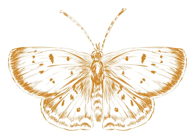 Png belo esboço de borboleta ilustração fundo transparente