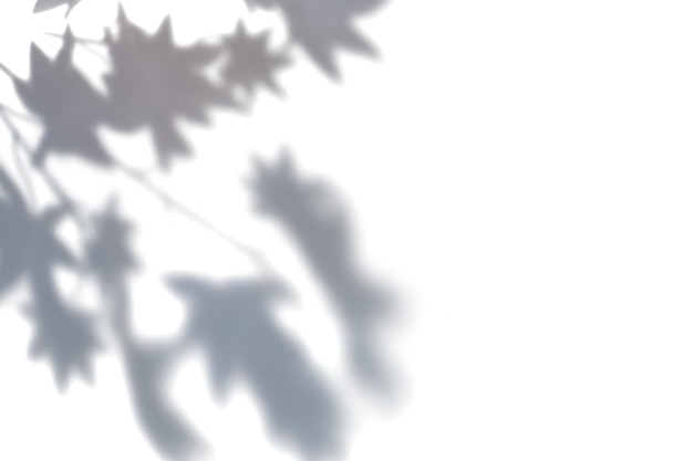 PNG-Blattschatten-Effekt durchsichtiger Hintergrund