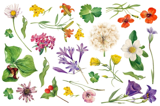 Png blühende Wildblumen botanische Zeichnungsset
