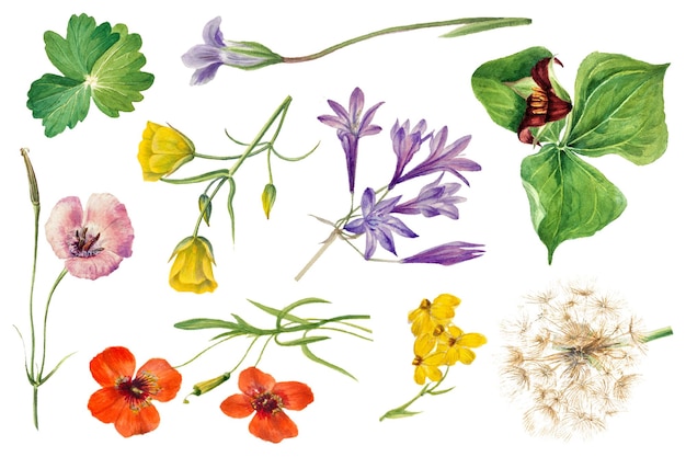 Png blühende wilde Blumen Vintage-Illustrations-Set remixt aus den Kunstwerken von Mary Vaux Walcott