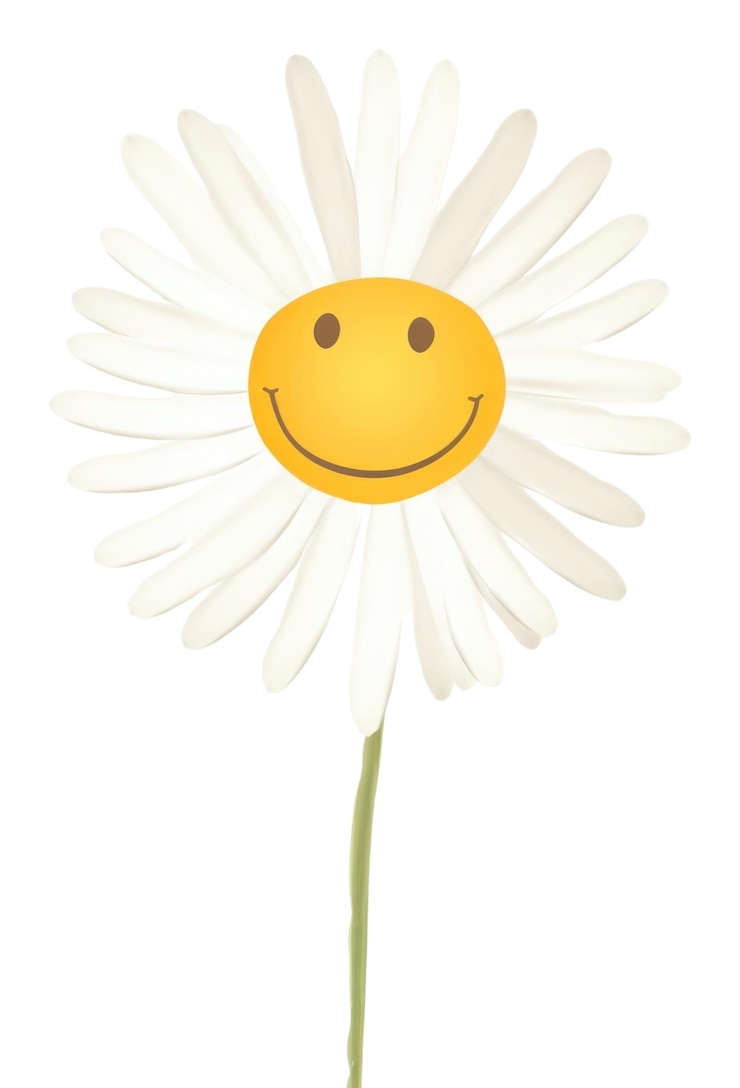 Foto png blütenmargueritenblattpflanze