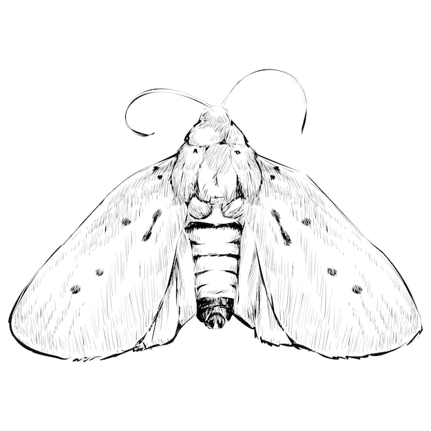 Png boceto de polilla Ilustración de animales de fondo transparente