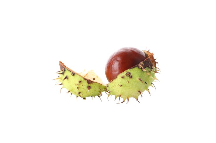 PNG una castaña aislada sobre fondo blanco