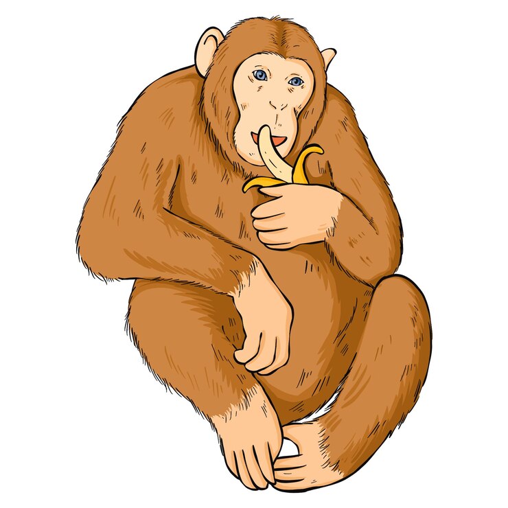 Foto png clip de dibujos animados de monos dibujados a mano