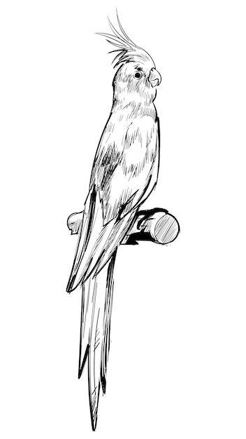 Png Cockatiel Papageien-Tier-Illustration durchsichtiger Hintergrund