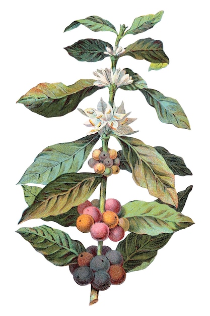 PNG Coffee Coffea Arabica ilustração botânica vintage por Davis Sacker Perkins fundo transparente Remixado por rawpixel