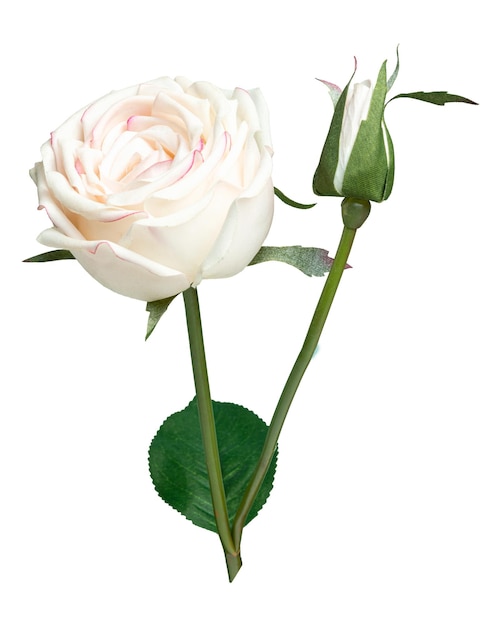 PNG Elemento de colagem de flores de rosa branca de fundo transparente