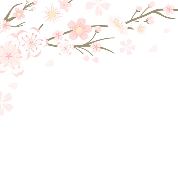 Png flor de cerezo japonés fondo transparente Festival de Hanami