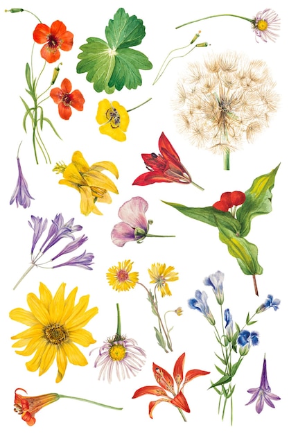 Png flores selvagens florescentes conjunto de desenhos de ilustração