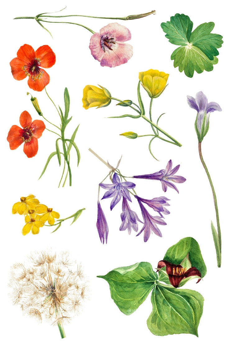 Foto png flores selvagens florescentes conjunto de ilustrações vintage