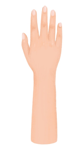 Png-Geste der Hand einer Frau, Illustration, durchsichtiger Hintergrund