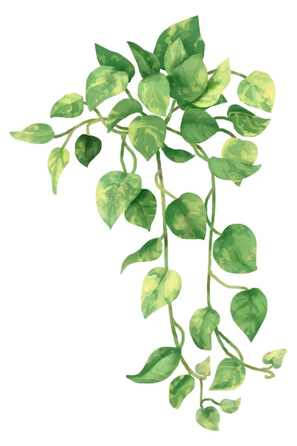Png golden pothos Aquarellblatt botanisch