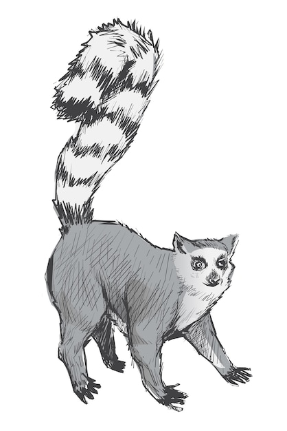 Png gris Ilustración de un animal lémur de fondo transparente