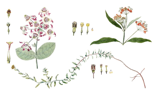 Png-Handgezeichnete rosa Blumen-Illustration