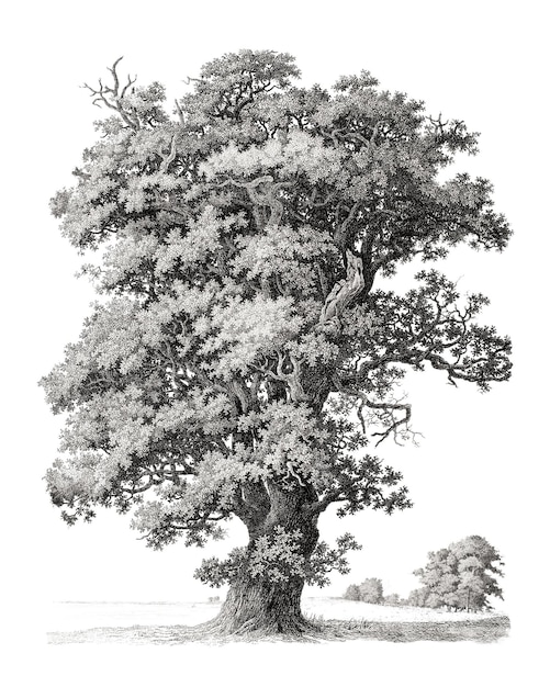 PNG Ilustración de árbol vintage fondo transparente Remezclado por rawpixel