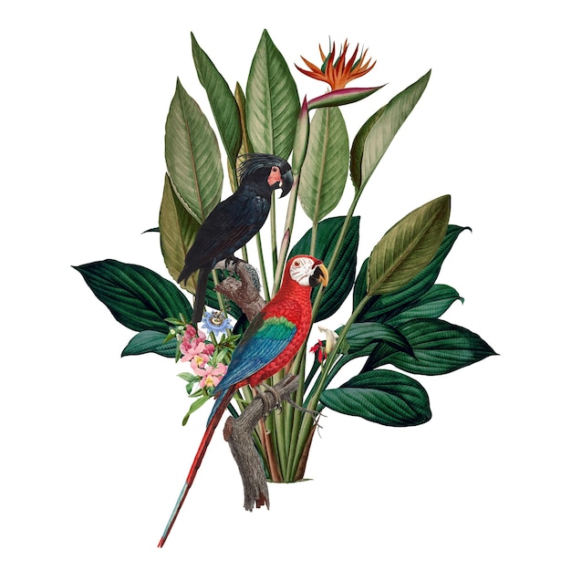 PNG loros vintage ilustración botánica fondo transparente Remezclado por rawpixel