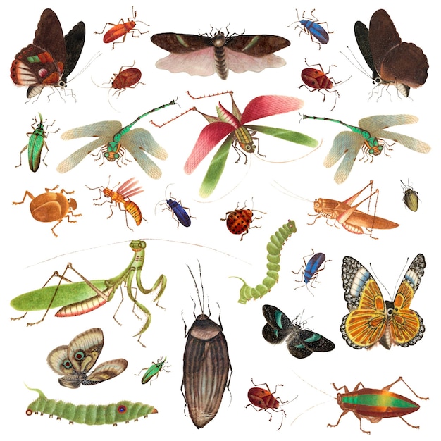 Png mariposas e insectos png juego de dibujos vintage