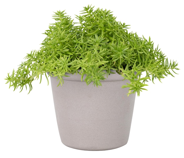 Png-Mockup der Sedum Lineare-Pflanze in einem grauen Topf