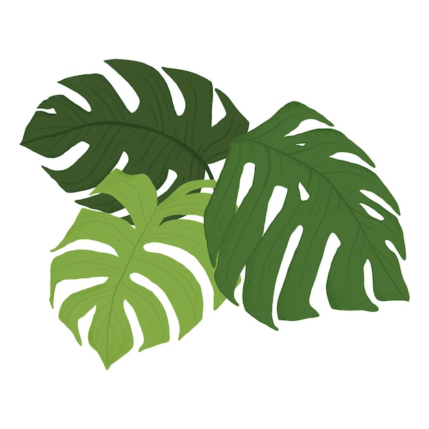 PNG-Monstera-Blatt-Aufkleber Pflanze botanische Illustration