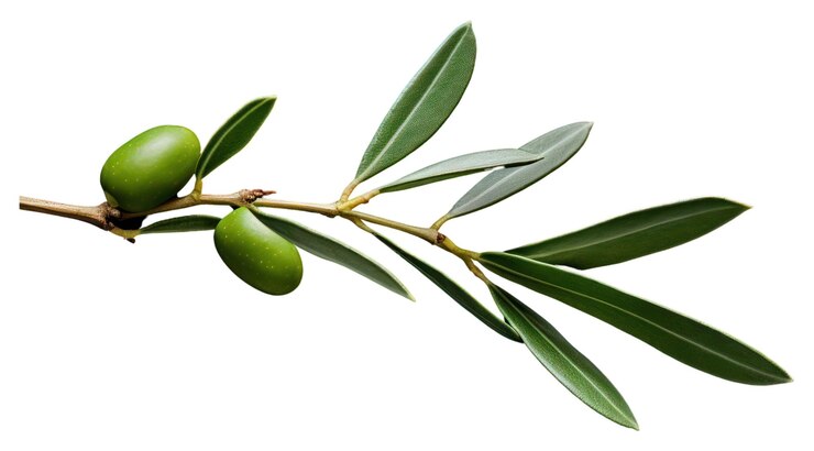 Foto png planta de folha árvore annonaceae