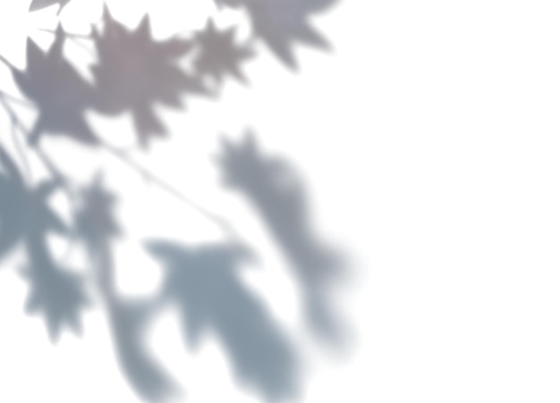 PNG-Schatten des Ahorns lässt einen transparenten Hintergrund