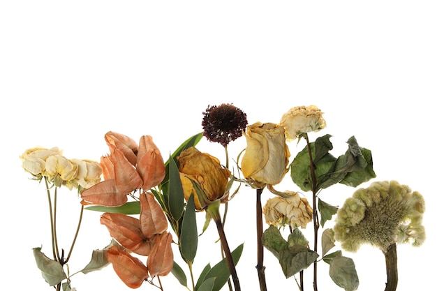 PNG Set von getrockneten Blumen und Pflanzen, isoliert auf weißem Hintergrund