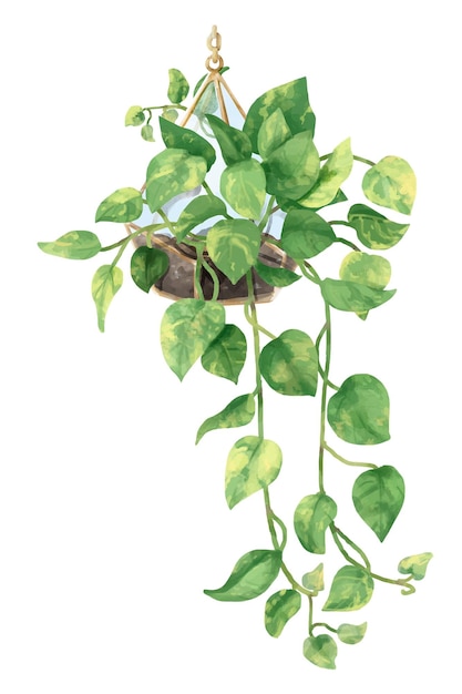 Png Teufel Efeu Aquarell Blatt botanisch