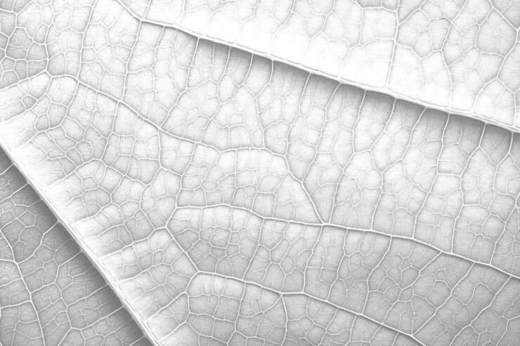 Foto png textura das folhas ao ar livre verde planta