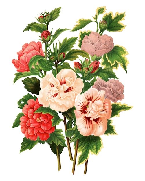 PNG-Vintage-Hibiskus-Illustration durchsichtiger Hintergrund Remix aus unserer eigenen Original-Edition von 1879 von Nederlandsche Flora en Pomona