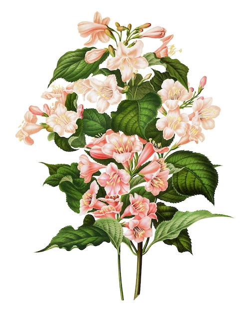 PNG vintage madame lemoine lilac ilustración fondo transparente Remezclado de nuestra propia edición original de 1879 de Nederlandsche Flora en Pomona