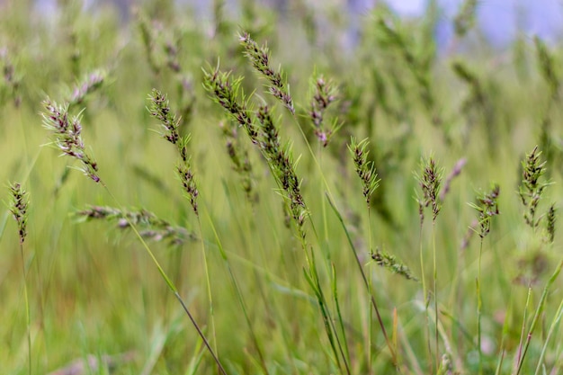 Poa pratensis grama verde pradoSementes de gramaFundo naturalFoco suaveblur