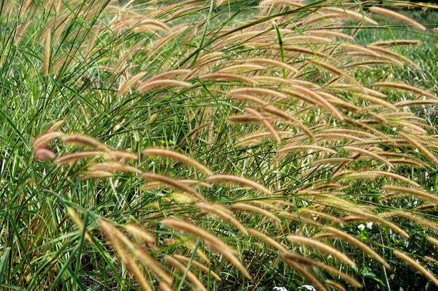 Poaceae-Feld im Garten