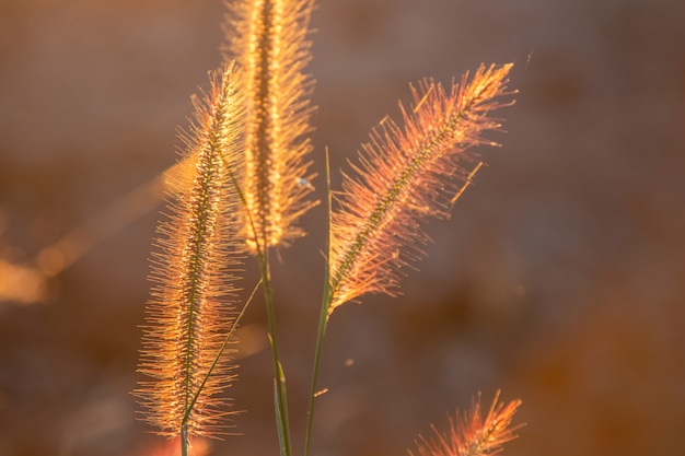 Poaceae flor de hierba en los rayos del fondo puesta de sol naciente.