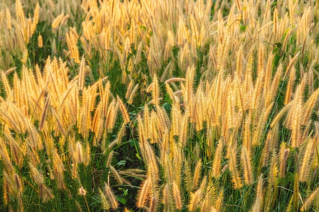 Poaceae grama flores campo e poaceae