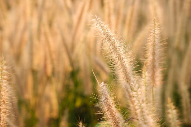 Poaceae Grass Flowers Field y Poaceae