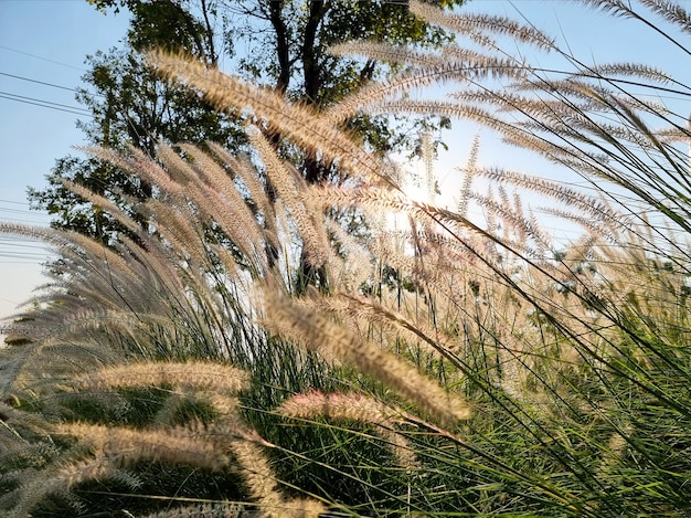 Poaceae o campo de gramíneas y fondo por el cielo con el sol de la mañana brillando a través de un árbol