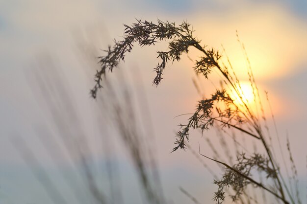 Poaceae sol